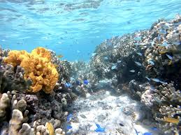 Image result for 沖縄の海