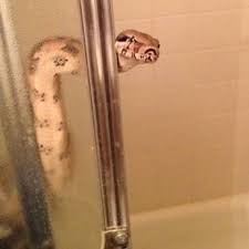 Funnybreed On Instagram Good Morning Are You Having A Nice Shower Snake Shower Boa Morningsurprise Wtf Unexpected S Cute Reptiles Cute Snake Snake