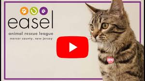 If you're not satisfied with the response, contact. Ewing New Jersey Animal Shelter