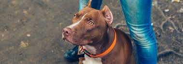 38,558 likes · 151,329 talking about this. American Pit Bull Terrier Dog Breed Facts Hill S Pet