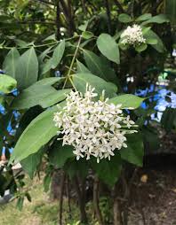 Image result for Ixora praetermissa