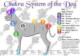 Animal Chakra Posters