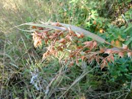 Image result for Hyparrhenia