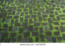 Miss Dixie: Currently Inspired: Moss For Pavers + Pathways