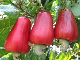 Check spelling or type a new query. Buy Cashew Nut Kaju Grafted Plantslive
