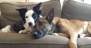 Belgian Malinois Being A Sweetheart Belgian Malinois Malinois Pets