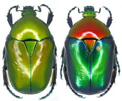 Variations Chromatiques Scarabee Noir Scarabee Insectes