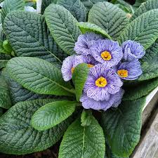 Image result for Primula malacoides