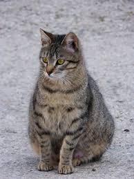 10 tanda tanda kucing bunting atau mengandung berbagi. Kucing Hamil Kenali Melalui Perilakunya Kucing Lucu Net