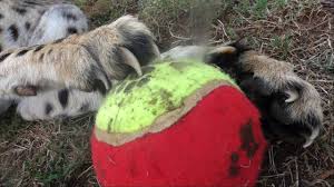 Large predators find ample prey during the. Cheetahs Like To Play Soccer Too Africa Big Cats Score A Game Of Football Rugby For Fun Youtube
