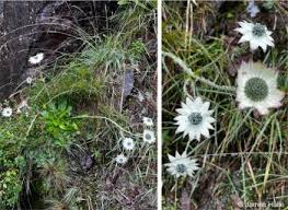 Image result for Alepidea amatymbica