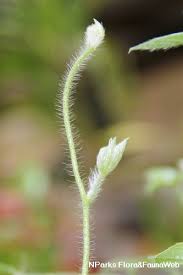 Image result for Ipomoea pes-tigridis