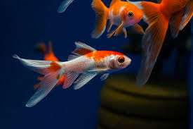 Usually, oranda goldfish will grow to between 7 and 12 inches in length, but the average in captivity is 8 inches. Fascinating Facts For Comet Goldfish Lovers How To Take Care Of Goldfish