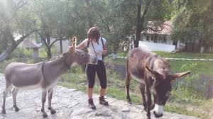 General gheorghe magheru, comun cu linia 381. Masivul Cozia Si Valea Oltului Intr O Aventura De Weekend Mirela Ivaz