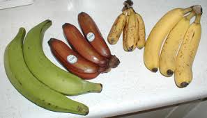 The type of banana being used is. Mikro Post Keunikan Pisang Myrokan