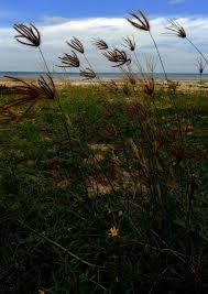 Image result for Chloris