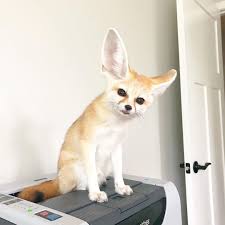 Browse thru our id verified puppy for sale listings to find your if you are unable to find your puppy in our puppy for sale or dog for sale sections, please consider looking thru thousands of dogs for adoption. Fennec Fox For Sale Fennec Fox As Pets Fennec Fox For Sale Near Me Benny S Fennec Fox