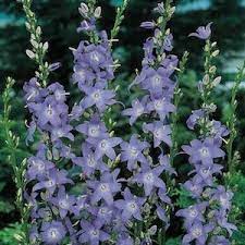 Campanula Seeds 9 Bellflowers Perennial Flower Seeds Fiori Giardino