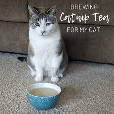 Making My Cat Catnip Tea Tea And Me Blog