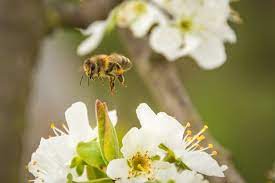 They may remove them entirely, or block. The Benefits Of Bees To Your Garden When Well Controlled Jp Pest Services