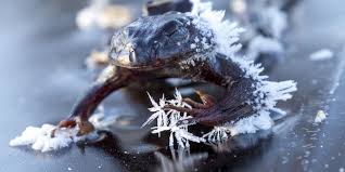It S The Ultimate Deep Freeze Wood Frogs In Alaska Have Set A Record For Cold Endurance Staying As Frozen As Your Microwave Dinner Fo Frog Animals Amphibians