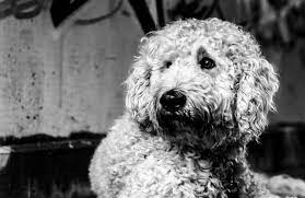 Maybe you would like to learn more about one of these? Goldendoodle Dog Black And White Free Photo On Pixabay