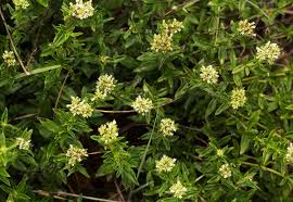 Image result for Agathisanthemum bojeri