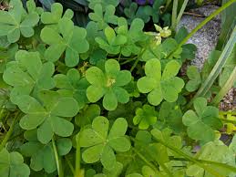 Image result for Oxalis pes-caprae