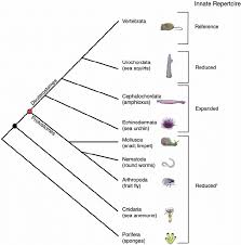 Image result for Phyla