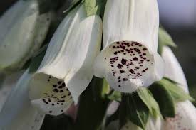13 Beautiful Bell Shaped Flowers White Blue Violet