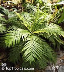 Image result for Blechnum punctulatum