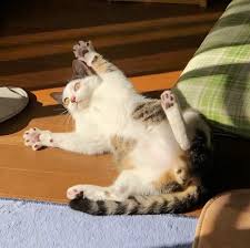 ちびの時のくうちゃん 日向ぼっこにゃ 今日のねこちゃん より 投稿者 ピカコ くうちゃん 1歳 キジ白 猫好きさんとつながりたい 猫 ねこ 子猫 ねこ部 にゃんすたぐらむ にゃんこ 子猫 ねこ 猫 肉球