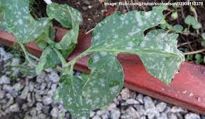 Fill a spray bottle with the milk solution. How To Get Rid Of White Mold On Plants Ultimate Guide