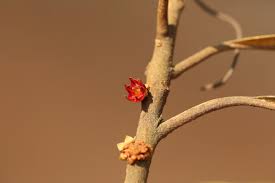 Image result for Englerodendron