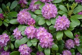 Rhododendron Roseum Elegans Plants Under Trees Flower Seeds Plants