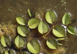 Image result for Salvinia hastata