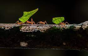 When it comes to pest control and prevention, braman is the only name that residents and businesses in the worcester, ma, area need to know. Dave S Pest Control In Sturbridge Massachusetts Dave S Pest Control