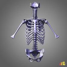 The torso or trunk is an anatomical term for the central part, or core, of many animal bodies (including humans) from which extend the neck and limbs. Torso Muscles Of The Human Body 3d Model 33 Ma Max 3ds Obj Lwo Free3d