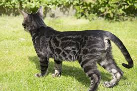 Bengal cats are active and playful kitties, who were originally bred from a domestic cat and an asian spotted leopard. Brown Charcoal Bengal Kitten I Think Lancelot S Markings Are Gorgeous And I Do Like The Charcoal Colouring With The Zorro Mask A Bengal Kitten Bengal Cat Cats