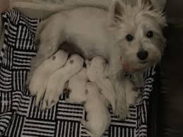 Marla Y Sus Bebes Westie Puppies Westies West Highland Terrier
