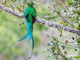 October Bird Of The Month Resplendent Quetzal With Images Most Beautiful Birds Birds Beautiful Birds