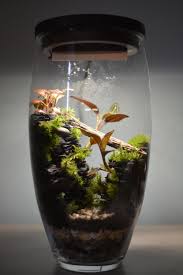 My First Diy Florarium With Led Lighting Small Terrarium Garden Terrarium Plant In Glass