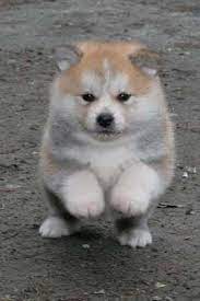 Maybe you would like to learn more about one of these? Husky Pomeranian Pomsky Puppies Husky Pomeranian Shiba Inu Pets Lovers