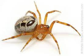 Noble False Widow Female Steatoda Nobilis Spider Widow Spider Bugs And Insects