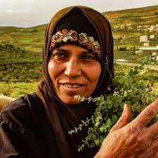 In Palestine, a woman named Doha cradles a bouquet of wiry, branched thyme.  Grown throughout the Levant, Thymus capitatus is a species of wild thyme  grown native to the land. When thyme