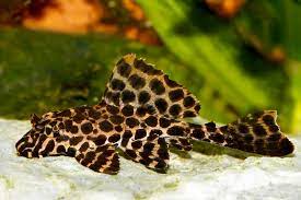 The plecostomus catfish, or pleco, are famous scavenging fish. Leopard Sailfin Plecostomus Pterygoplichthys Gibbiceps Species Profile Care Guide