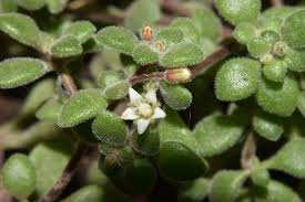 Image result for Crassula expansa