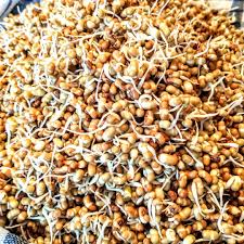 Image result for Vigna multinervis