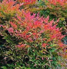 Hds streaming retrouvez des séries américaines en streaming gratuit, illimité et soyez les premiers à voir les derniers épisodes sortis en vf et vostfr et en full hd en exclusivité sur hds.to. Gulf Stream Heavenly Bamboo Nandina 2 5 Pot Hirt S Gardens Fall Plants Plants Cool Plants