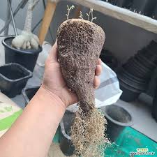 Image result for Adenia gummifera